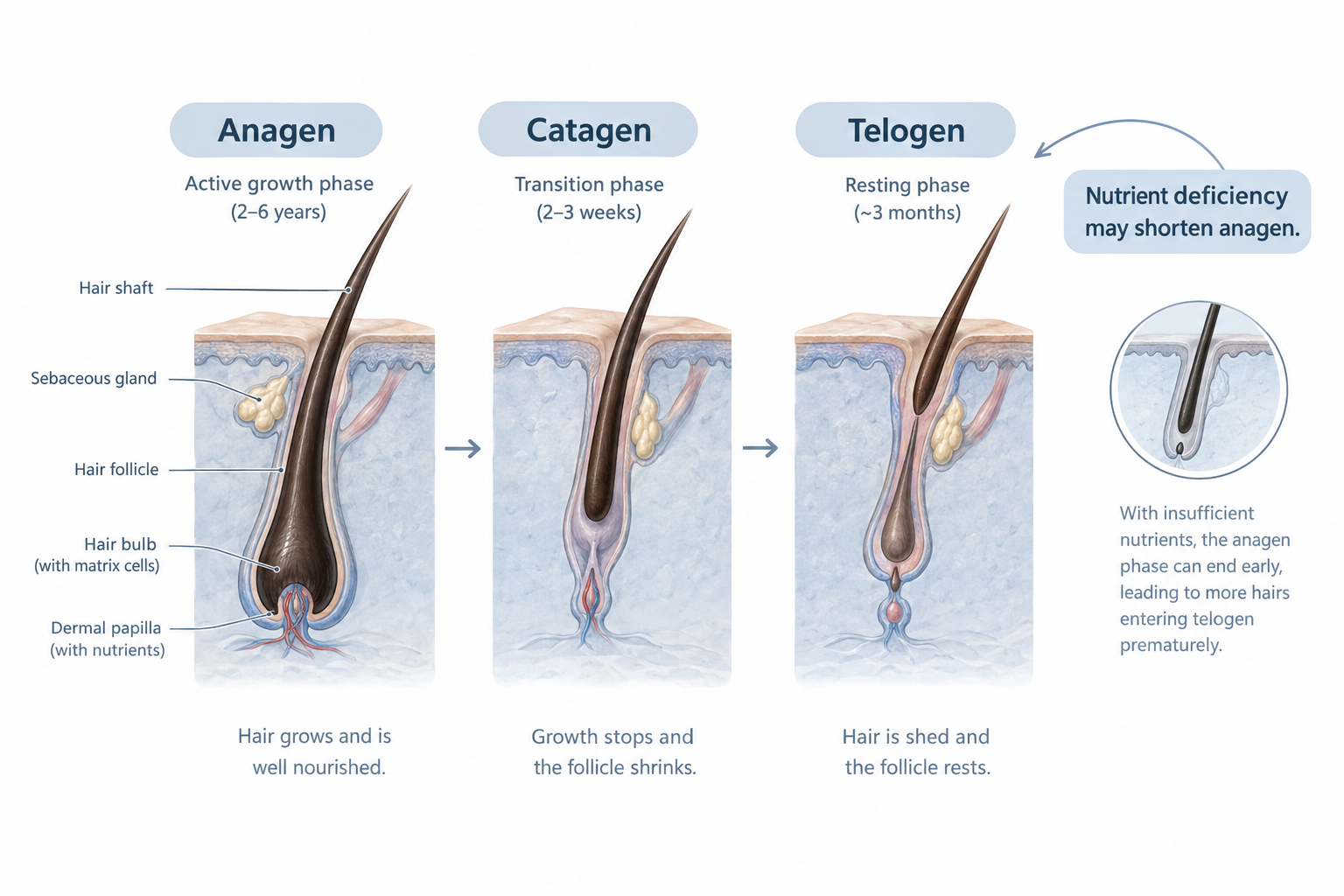 Illustration of hair growth cycle phases anagen catagen telogen showing how nutrient deficiency